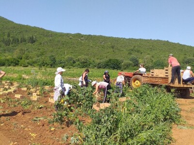 Ljubuški mladi krompir, selo Šipovača