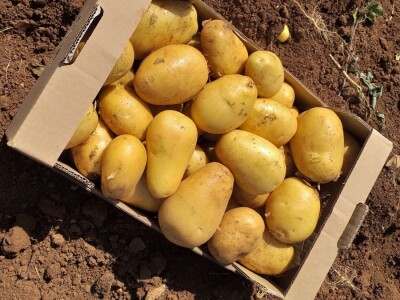 Ljubuški mladi krompir, selo Šipovača