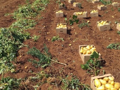 Ljubuški mladi krompir, selo Šipovača