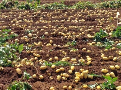 Ljubuški mladi krompir, selo Šipovača