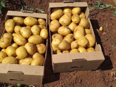 Ljubuški mladi krompir, selo Šipovača