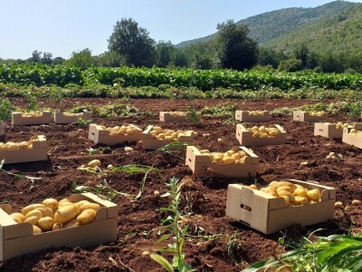 Ljubuški mladi krompir, selo Šipovača