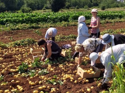 Ljubuški mladi krompir, selo Šipovača