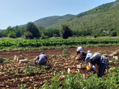 Ljubuški mladi krompir, selo Šipovača