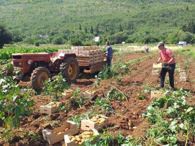 Ljubuški mladi krompir, selo Šipovača