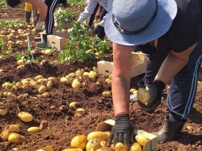 Ljubuški mladi krompir, selo Šipovača