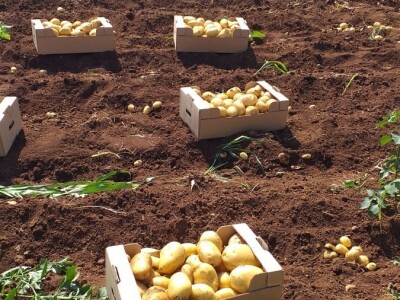 Ljubuški mladi krompir, selo Šipovača