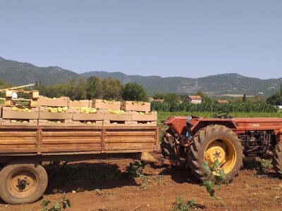 Ljubuški mladi krompir, selo Šipovača