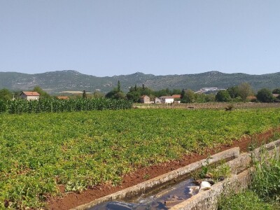 Ljubuški mladi krompir, selo Šipovača