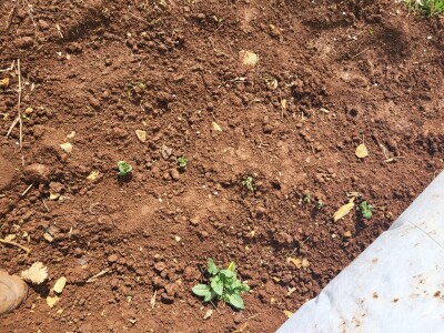 Ljubuški rani krompir