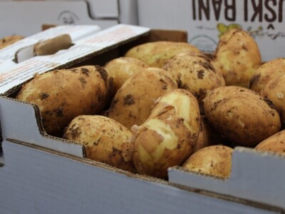 Ljubuški rani krompir