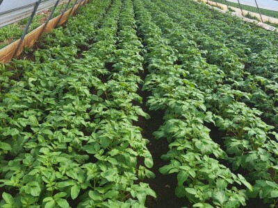 Ljubuški rani krompir