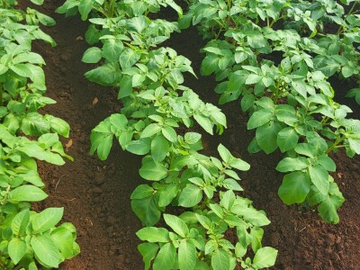 Ljubuški rani krompir