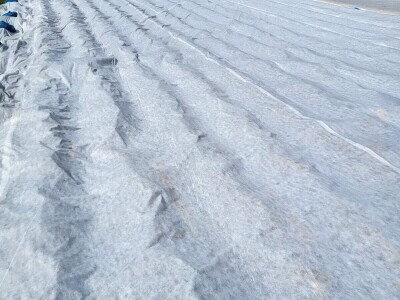 Ljubuški rani krompir