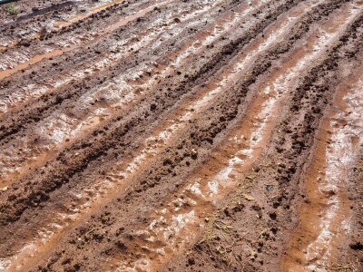 Ljubuški rani krompir