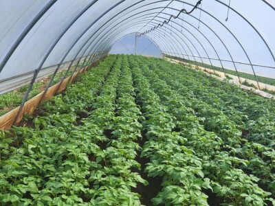 Ljubuški rani krompir