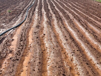 Ljubuški rani krompir