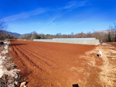 Ljubuški rani, sadnja Ljubuški rani, sadnja