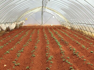 Ljubuški rani, sadnja Ljubuški rani, sadnja
