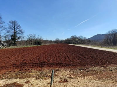 Ljubuški rani, sadnja
