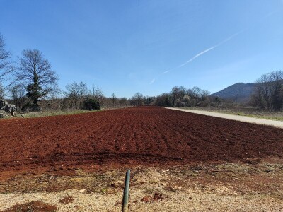 Ljubuški rani, sadnja Ljubuški rani, sadnja