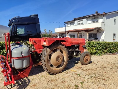 Ljubuški rani, sadnja