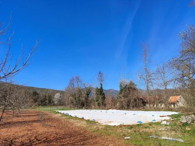 Ljubuški rani, sadnja