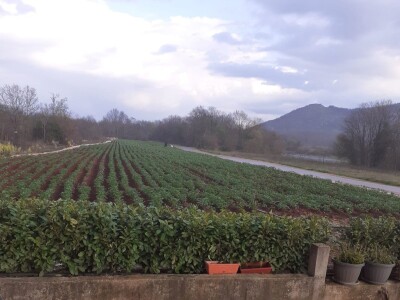 LJUBUŠKI RANI STIŽE NA UROD