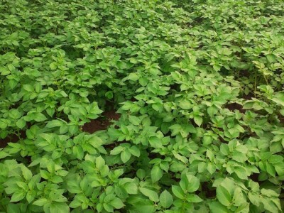 LJUBUŠKI RANI STIŽE NA UROD