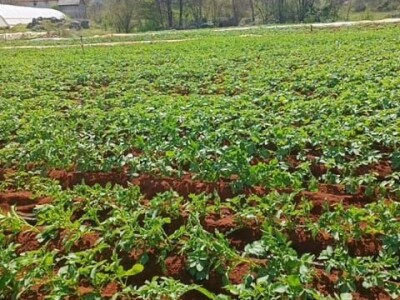 LJUBUŠKI RANI STIŽE NA UROD