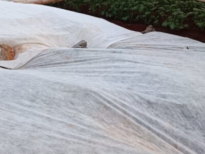 LJUBUŠKI RANI STIŽE NA UROD