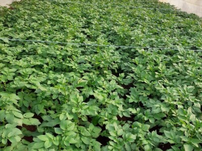 LJUBUŠKI RANI STIŽE NA UROD