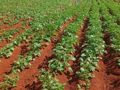 LJUBUŠKI RANI STIŽE NA UROD