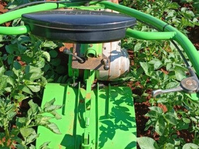 LJUBUŠKI RANI STIŽE NA UROD