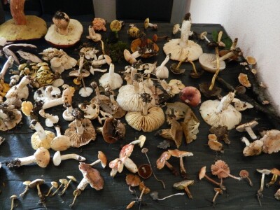 Ljude treba edukovati da bi se smanjio broj trovanja