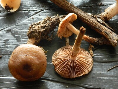 Ljude treba edukovati da bi se smanjio broj trovanja