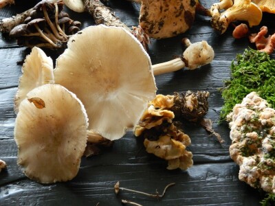 Ljude treba edukovati da bi se smanjio broj trovanja