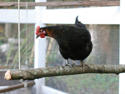 Ljuljaška za kokoške Ljuljaška za kokoške