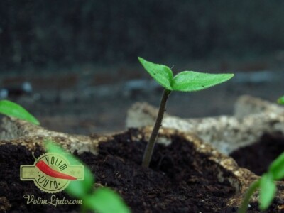 Uzgoj ljutih papričica iz sjemena