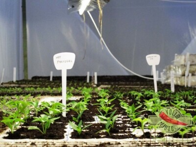 Umjetna rasvjeta za uzgoj ljutih papričica