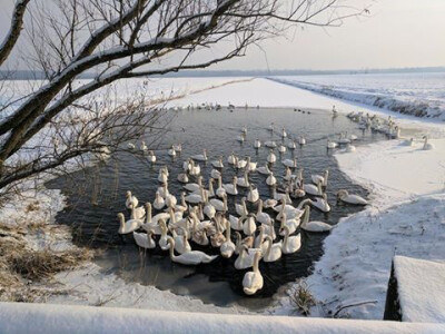 Za hladnih zima puno ptica močvarica u Lonjskom polju