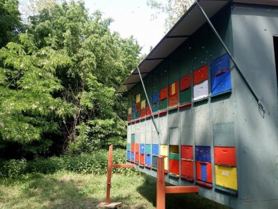 Loš pravilnik o medu i nelojalna konkurencija jeftinog meda iz Kine i Ukrajine