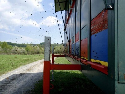 Loš pravilnik o medu i nelojalna konkurencija jeftinog meda iz Kine i Ukrajine