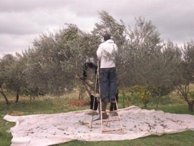 Iznimno loša berba maslina ove godine u Dalmaciji