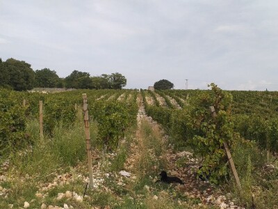 Loša godina za hercegovačke vinogradare