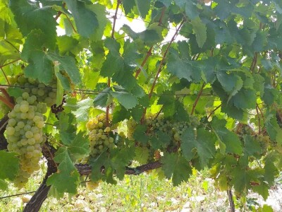 Loša godina za hercegovačke vinogradare