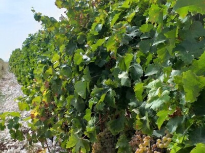 Loša godina za hercegovačke vinogradare