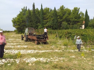 Loša godina za hercegovačke vinogradare