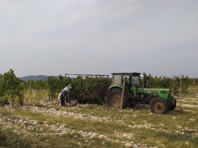 Loša godina za hercegovačke vinogradare