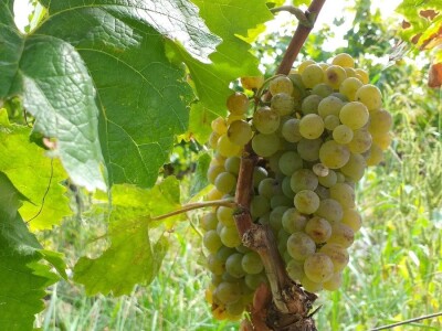 Loša godina za hercegovačke vinogradare